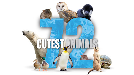 Watch 72 Cutest Animals | Netflix